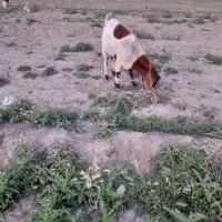 بز نر
