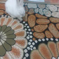 خرگوش بازیگوش