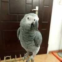 جوجه کاسکو دو سال و نیمه سخنگو ۴۰ کلام