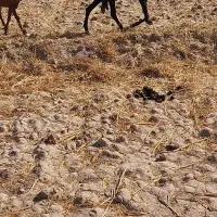 کوساله ماده