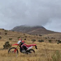 توسن ۲۵۰
