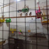 فروش پرنده