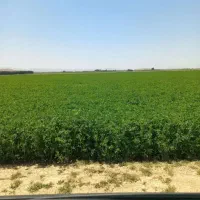 علوفه یونجه درجه یک وذرت خوزستان