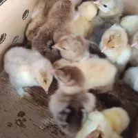برهما / سلطان / لهستانی /گلپایگانی/اردک