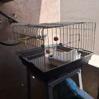 قفس