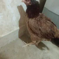ماکیان خروس چهارملیون