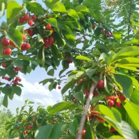 باغچه گیلاس  در کهریز