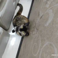 راهنمایی درباره گربه