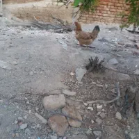 مرع محلی تخم گزار