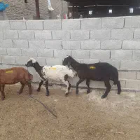۴راس بره ماده