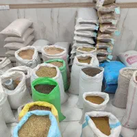 بذر یونجه پایه بلند پرچتری سه بار چین ده  ساله