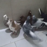 کبوتر