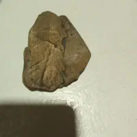 فسیل