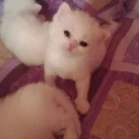 بچه گربه ی ها