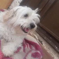 سگ پا کوتاه