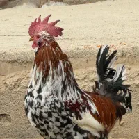 خروس گلین اصل جوان