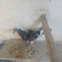 دوتا بچه کفتر زاجر دوتا مایه با نر کاکل