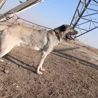 سگ پژدر