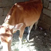 گاو