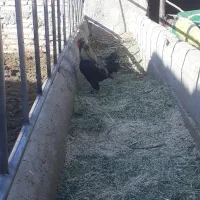 خروس زینتی سلطا ن ی