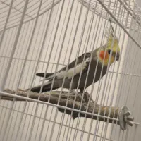 عروس هلندی جفت