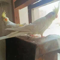 عروس هلندی
