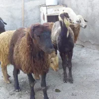 بره ناب