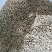 240کیلو شالی دم سیاه