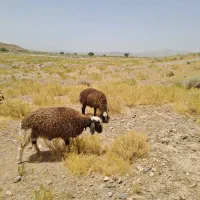 بره|حیوانات مزرعه|بافت, |دیوار