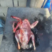بوقلمون نرجهت کشتار کاملا (ارگانیک)