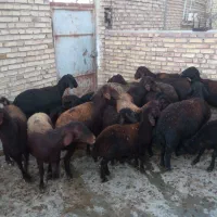 ده عدد گوسفند با بره