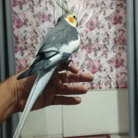 پرنده سخنگو