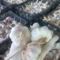 سیر