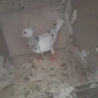 کفتر