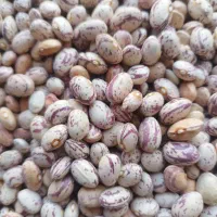 لوبیا|خوردنی و آشامیدنی|حسن آباد, |دیوار
