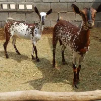 نژادخاص