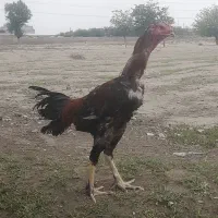 جوجه لاری