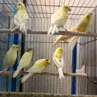 جوجه قناری سوپری رنگ روشن