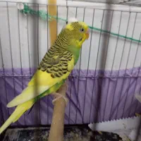 مرغ عشق سالم