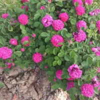 مشاور املاک راد (حشمت اباد)