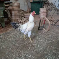 خروس لاری