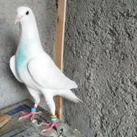کبوتر پرشی مشخصه