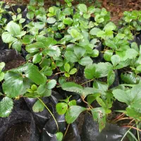 فروش بوته توت فرنگی و گل سیکاس