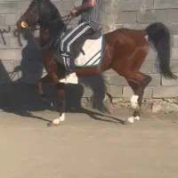 اسب سوارکاری