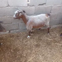 گوسفند‌فروشی