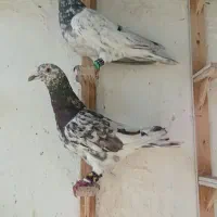 جفت سرور نر