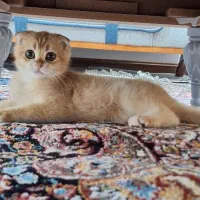 واگذاری گربه ی اسکاتیش نر