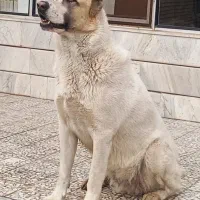 سگ الابای ۲ساله