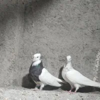 طوقی .کلاغ کربلایی.سرخ کاکلی