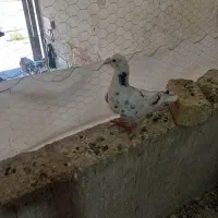 کبوتر